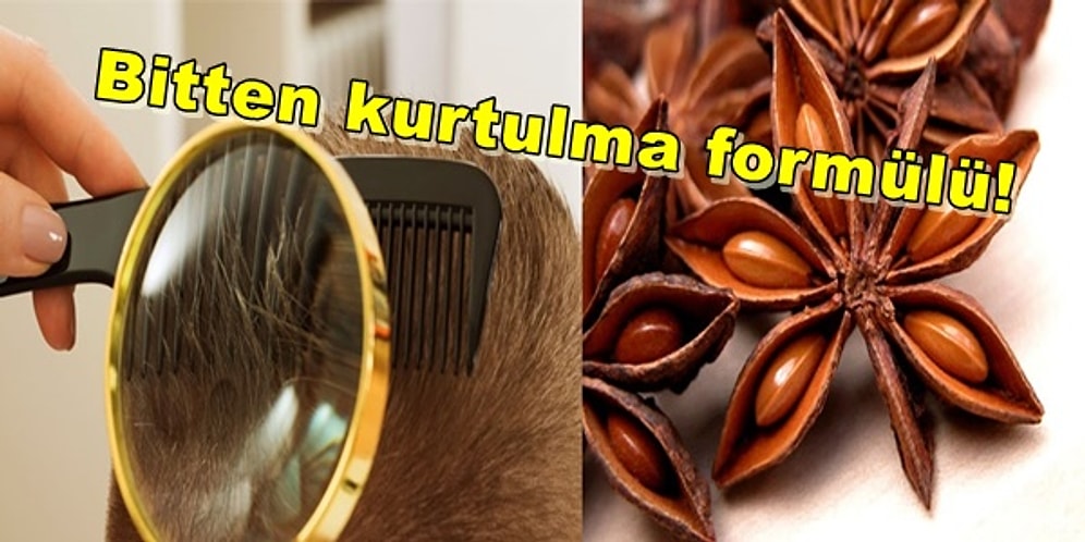 Rakının Baş Kahramanı Anasonun Aslında Birçok Faydası Olduğunu Biliyor muydunuz?