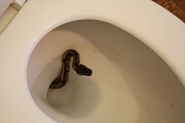 4. А какова была бы ваша реакция на этого незваного гостя?