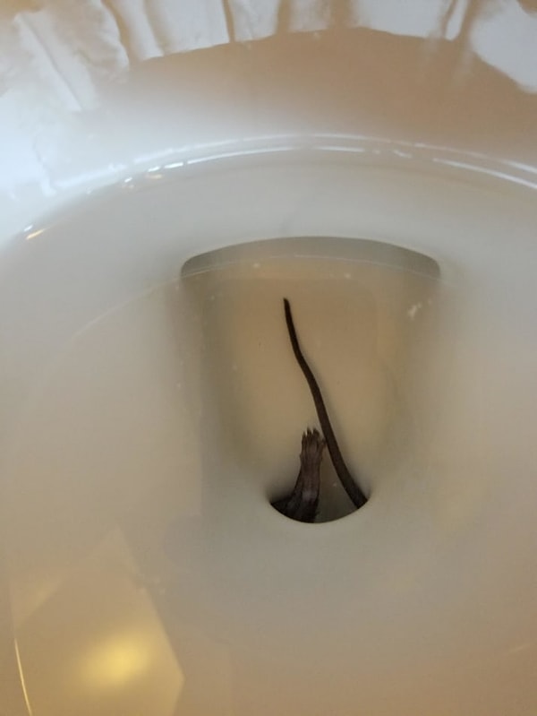 11. А потом до конца жизни вздрагивать, заходя в туалет