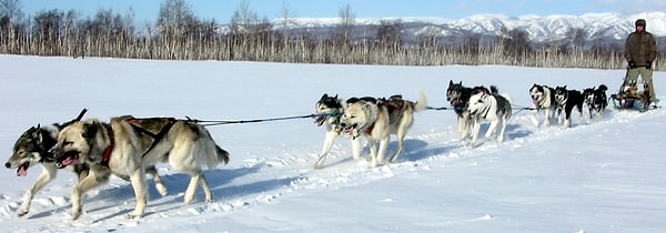 7. Питомник хаски с видом на вулканы