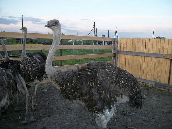 9. Страусиная ферма