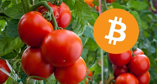 Битмидоры и квест-остров: 8 самых необычных проектов в рамках программы «Дальневосточный гектар»