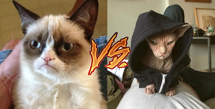 Забудьте «Сердитого кота», теперь сфинкс Локи – самый угрюмый кот планеты!