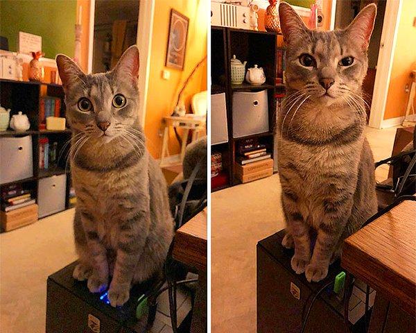 3. "40 dakika boyunca yazdığım her şey gitti. NOT: Eğer bir kediniz varsa, açma kapama düğmesi üst kısmında yer alan bir bilgisayar kasası almayın."