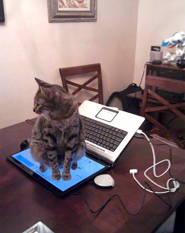 19. "Sizin kedileriniz klavyeye mi oturuyor?"