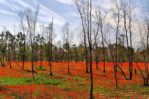 20. Разве можно поверить, что это пустыня на Ближнем Востоке?