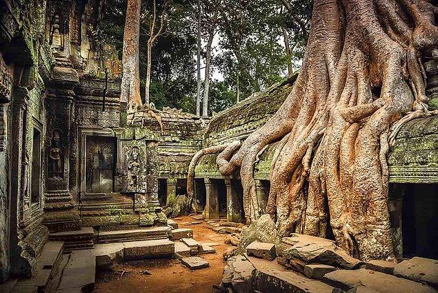 4. Angkor Vat, Kamboçya'daki ağaç kökleri.