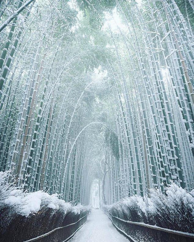 15. Karlar içinde bir bambu ormanı.