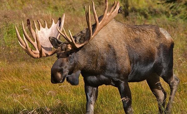 5. Символом каких двух стран Северной Европы является лось?