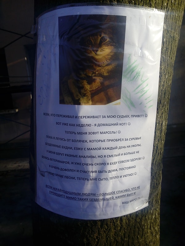 10. Хорошо, когда уличные коты находят свой дом