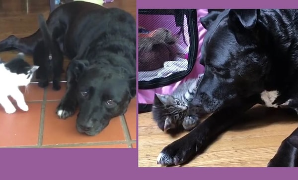 14. Питбуль стал приемной мамой для бездомных котят