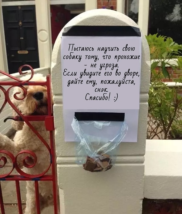 4. А вот что придумал хозяин этой собаки, которая пугалась людей