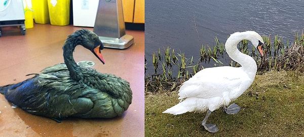 11. Ученые спасли этого белого лебедя, который был измазан моторным маслом