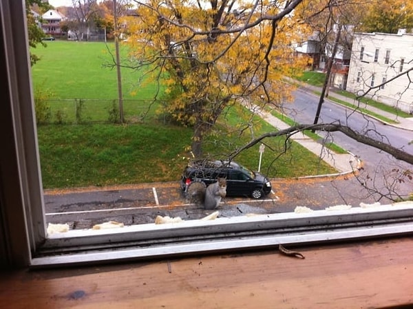 7. Почему эта белка выглядит так, словно сейчас угонит машину?