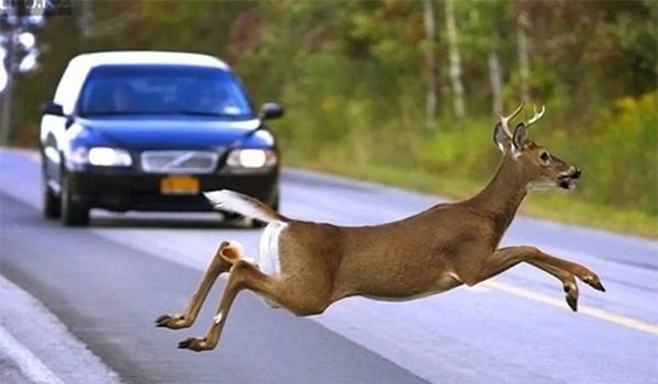 18. От столкновения с автомобилями погибают больше оленей, чем от рук охотников.