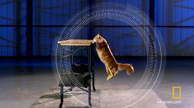 Ağır Çekim Görüntülerle Bir Kedinin Zeminden Yüksek Bir Yere Kusursuz Atlama Anları