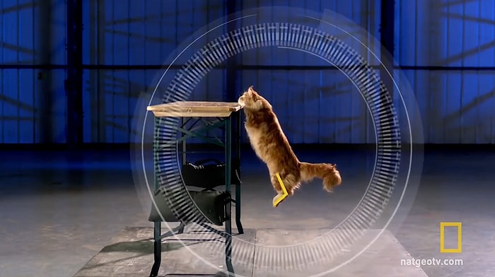 Ağır Çekim Görüntülerle Bir Kedinin Zeminden Yüksek Bir Yere Kusursuz Atlama Anları