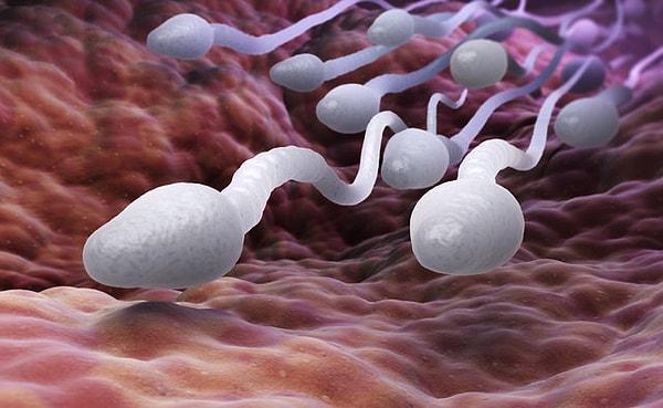 11. Erkeklerin spermleri ile erkek hurmanın polenlerinin kokusu aynıdır.