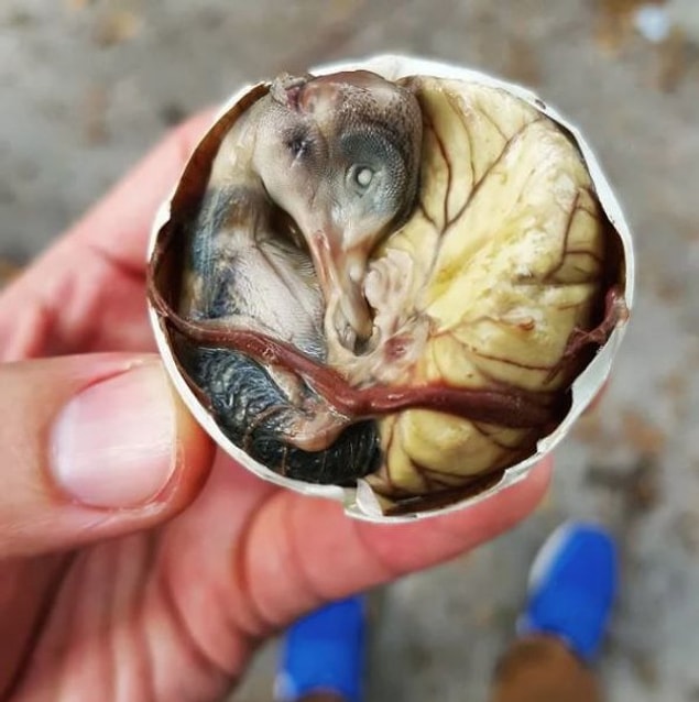 13. Balut