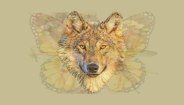 Вы видите волка?