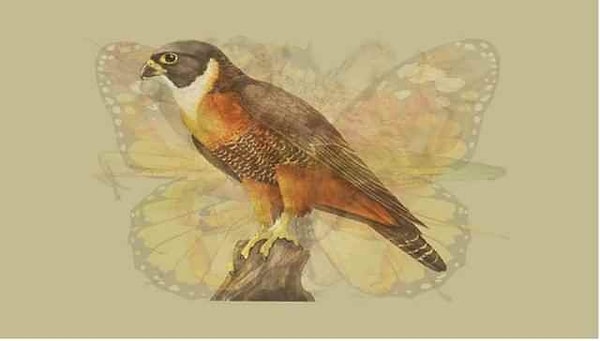 Вы видите ястреба?