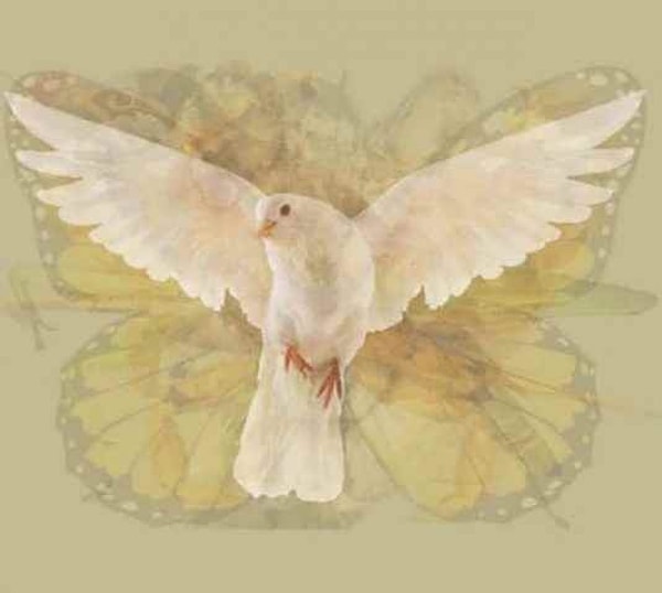 Вы видите голубя?