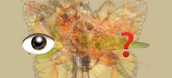 Ответьте всего на 1 вопрос этого зрительного теста и узнайте кое-что о скрытых сторонах вашей натуры!