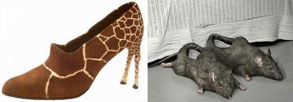 10. Бедные, бедные животные!