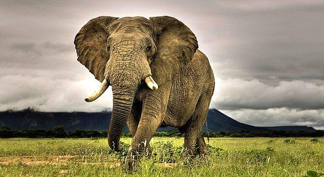 2. Hintliler tuzak kurup, acımasızca sopayla dövdükten sonra psikolojik yöntemle filleri evcilleştirirler.