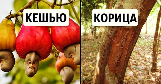 12 удивительных фото, которые докажут, что вы понятия не имеете, как выращивают еду