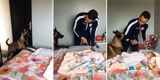 Bebeği Babasının Şiddetinden Koruyan Alman Çoban Köpeği