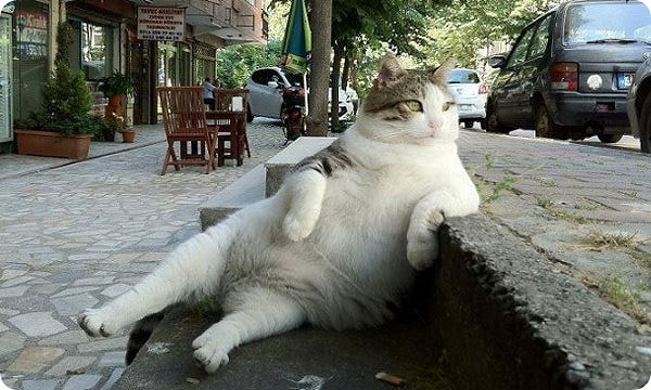 3. Сладкого до_сыта не наешься