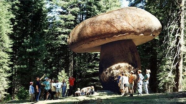 14. Dünyadaki en büyük canlı, Oregon'da 1992 yılında keşfedilen bir mantardır. 2200 dönümlük bir araziye yayılmış bir şekilde yaşamaktadır.