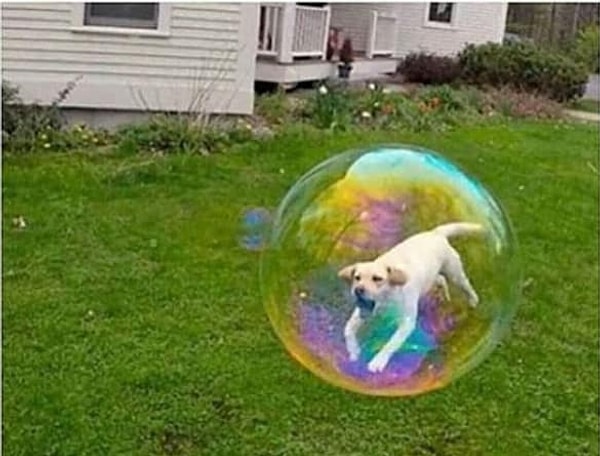 2. Эта собака имеет способность летать