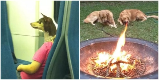 14 доказательств того, что совсем скоро животные возьмут верх над людьми :)