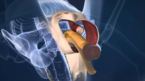 Cinsiyet Geçiş Ameliyatlarında Erkek Bedenden Kadın Bedene Geçiş Nasıl Yapılıyor?