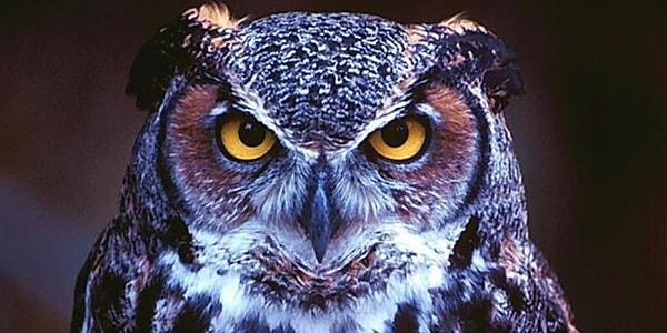 75% БЕТА и 25% АЛЬФА!