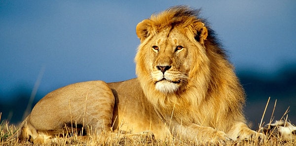 75% АЛЬФА и 25% БЕТА!