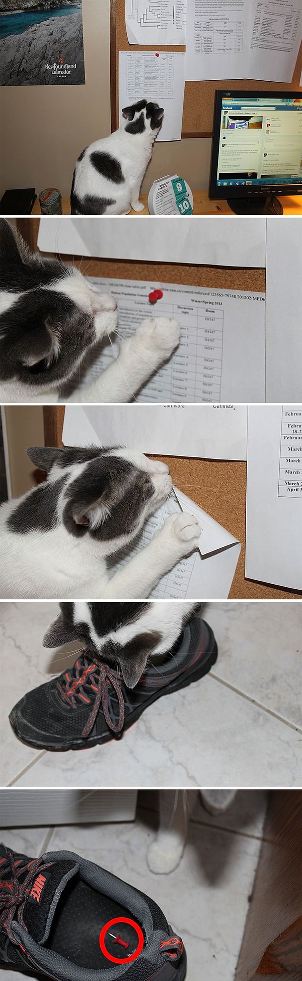 1. "Так вот как по квартире путешествуют кнопки для пробковых досок!"