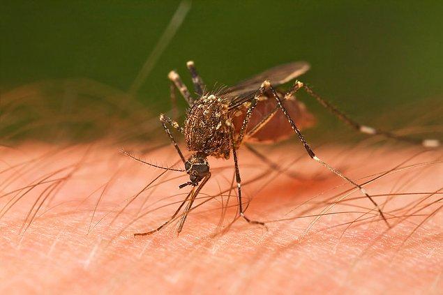 52) Sivrisinek ısırınca neden kaşınırız?