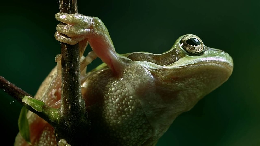 Nur Subaşı'nın Seslendirdiği Son Proje: 'Büyük Şehrin Küçük Sakinleri'