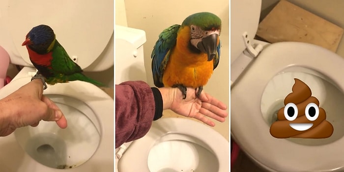 Klozete Tuvaletini Yapan Akıl Küpü Papağanlar