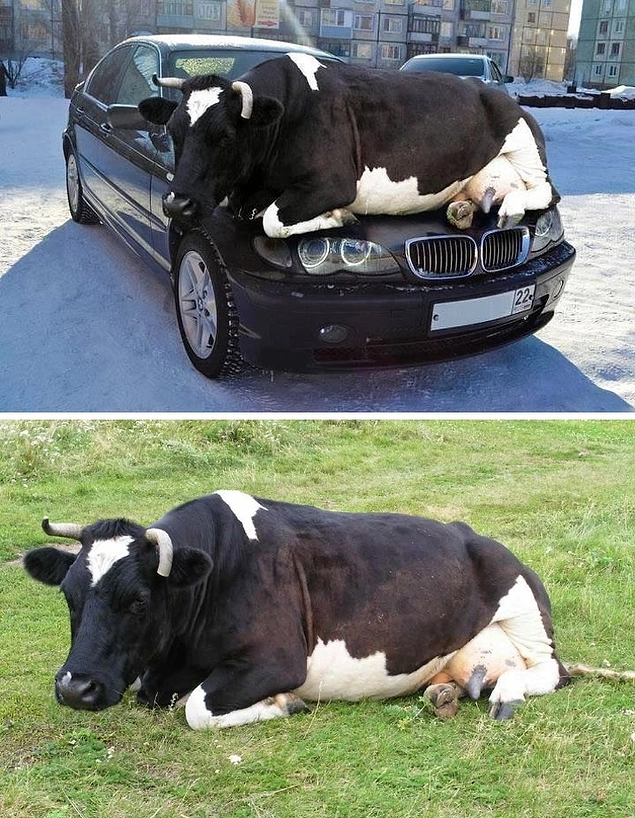 2013 yılının başlarında internete bir aracın kaputunda ısınmak için yatan bu ineğin fotoğrafı paylaşıldı.