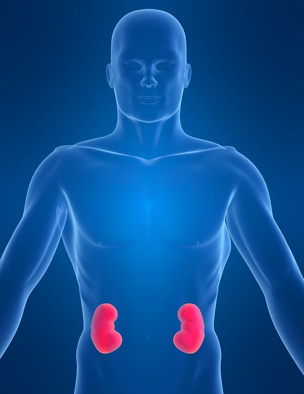 4. У вас начнутся проблемы с печенью и почками.