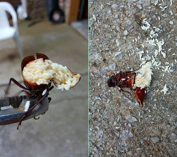 1. Bu ölü hamam böceğinin içinden çıkan, pirince benzeyen taneciklerin her biri aslında yaban arısı yavruları!