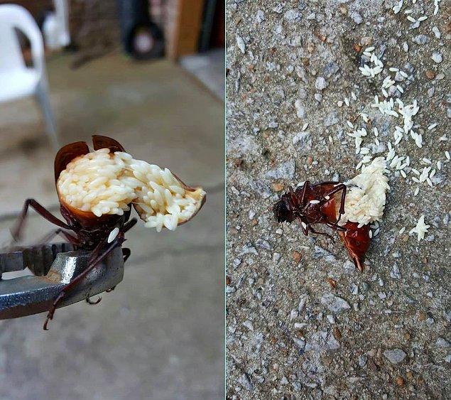 1. Bu ölü hamam böceğinin içinden çıkan, pirince benzeyen taneciklerin her biri aslında yaban arısı yavruları!