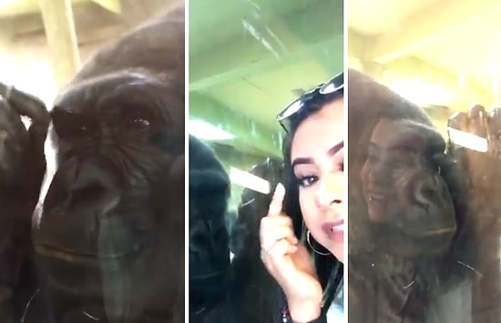 Hayvanat Bahçesini Ziyaret Eden Kadının Kirpiklerini Fark Eden Gorilin Şaşırtıcı Tepkisi