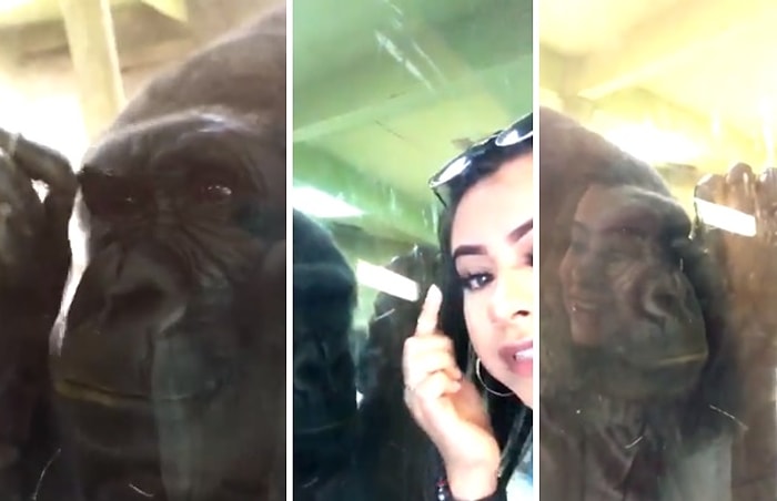Hayvanat Bahçesini Ziyaret Eden Kadının Kirpiklerini Fark Eden Gorilin Şaşırtıcı Tepkisi