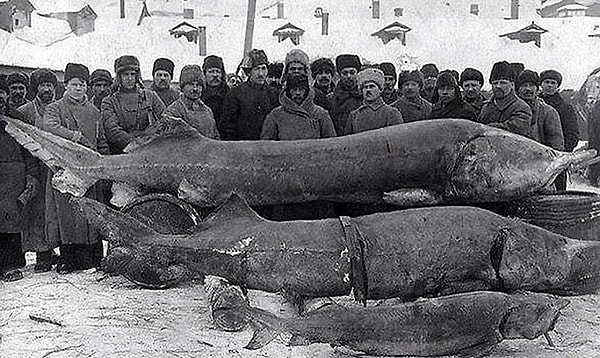 9. В 1924 году на реке Тихая Сосна был выловлен огромный осетр, который весил более 1200 кг.