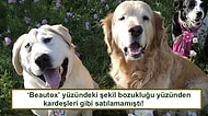 Farklı Bir Yüzü Olduğu İçin Terk Edilen Köpeciğin Sahiplenilince Geçirdiği Yürek Isıtan Değişim